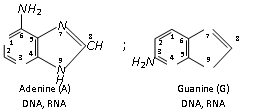 1192_composition of nucleic acid3.png